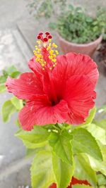 Close-up of red flower