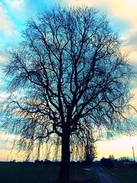 Bare trees on field at sunset