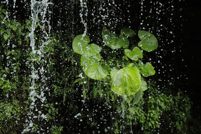 Close-up of water drops on plants
