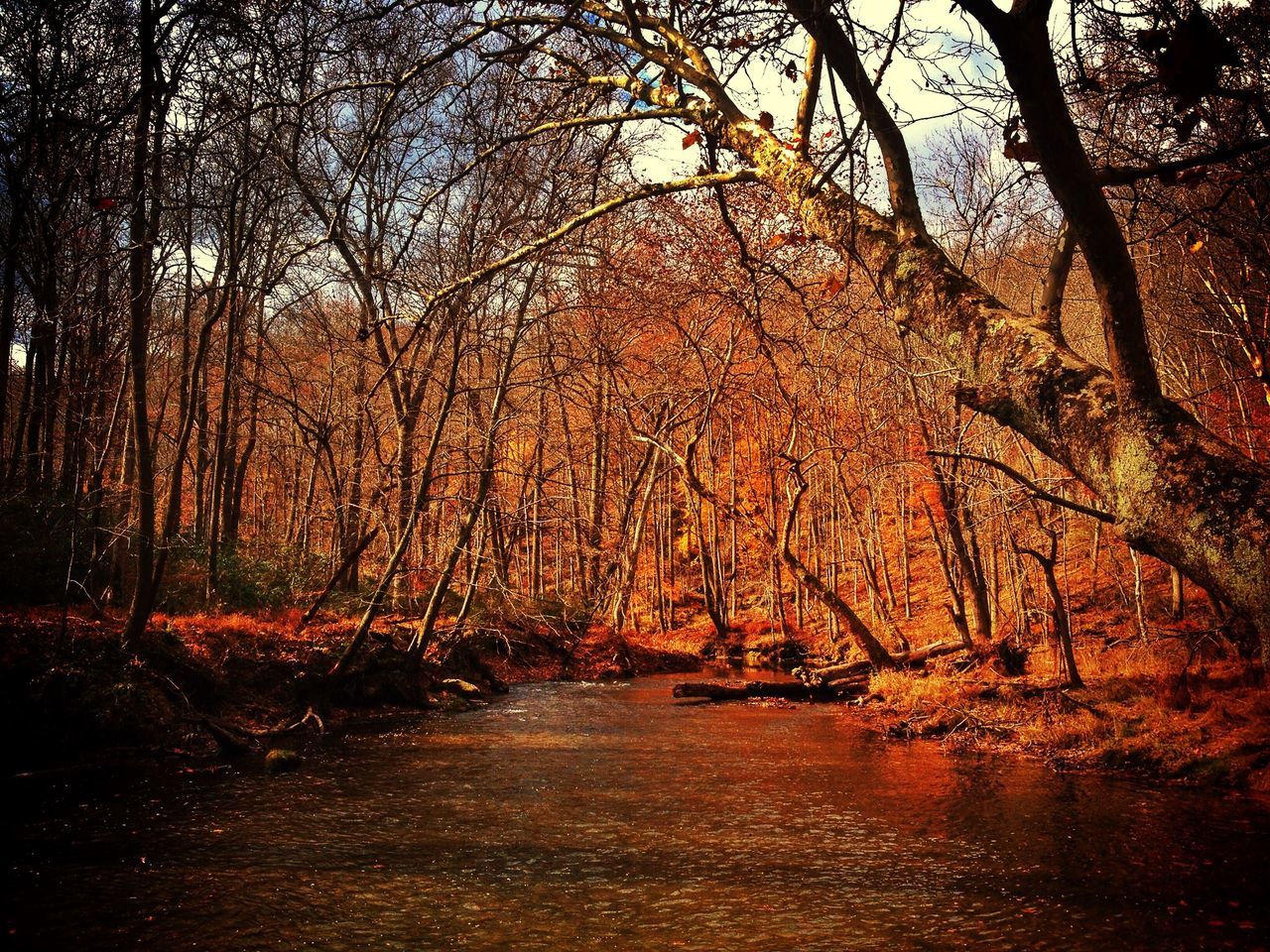 tree, autumn, the way forward, forest, tranquility, change, nature, tranquil scene, beauty in nature, season, scenics, tree trunk, growth, branch, road, leaf, footpath, diminishing perspective, outdoors, woodland