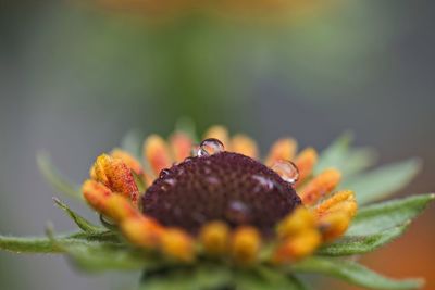 Close-up of orange growing on plant