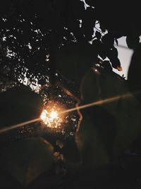 Close-up of silhouette tree