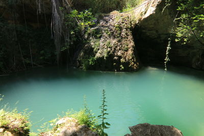 Scenic view of lake in forest