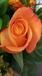 Close-up of rose flower