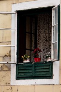 Potted plant on a window of a building