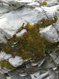 High angle view of moss on rock