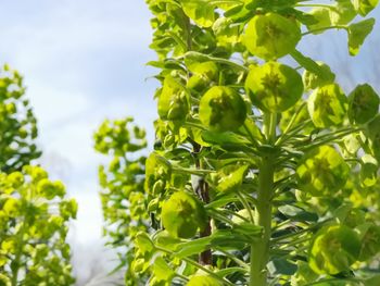 Close-up of fresh green plants