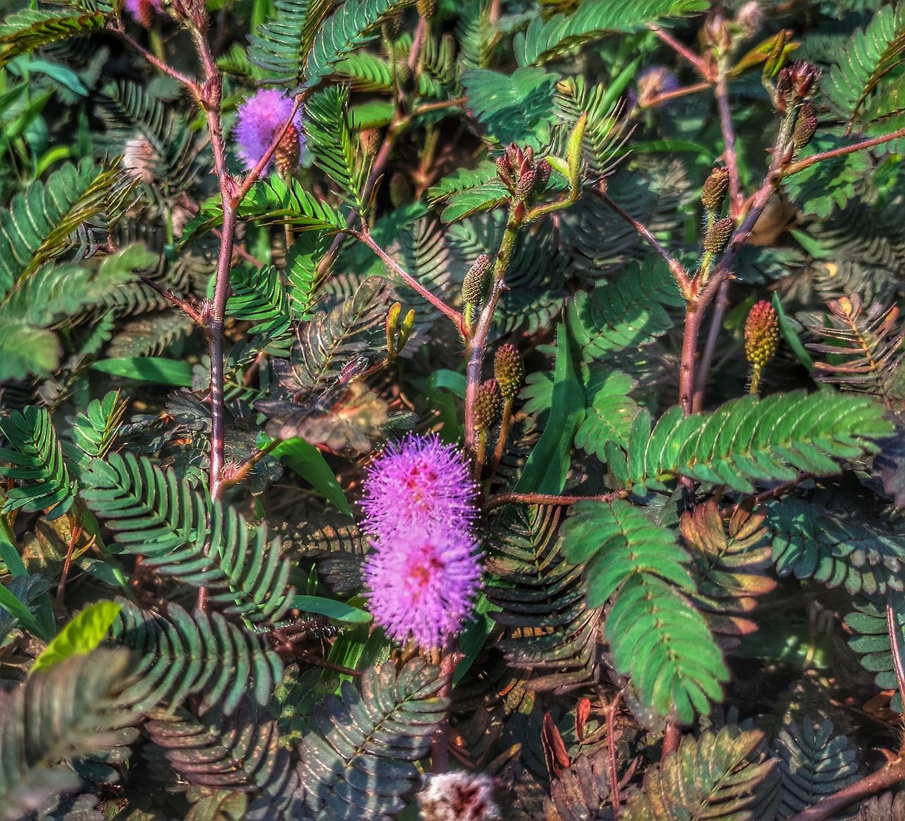 plant, growth, beauty in nature, nature, green, day, no people, flower, leaf, plant part, flowering plant, close-up, freshness, shrub, tree, high angle view, outdoors, garden, land, fragility, wildflower, tranquility, botany, rainforest