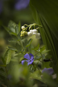 Close-up of flowers blooming outdoors
