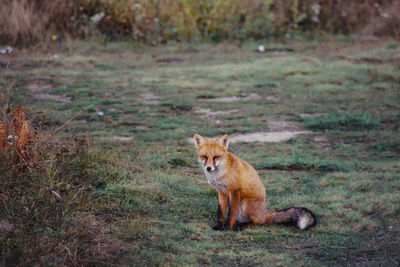 Autumn portrait of a wild fox