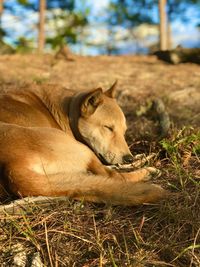 View of lion resting on field