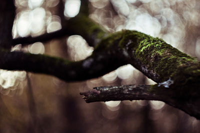 Close-up of dead plant in forest