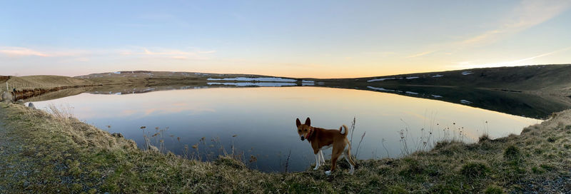 View of a dog in water