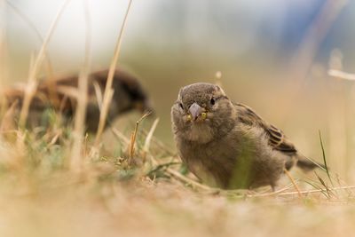 Close-up of bird perching on a field