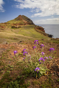 Purple flowering plants by sea against sky