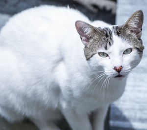 Close-up portrait of a cat