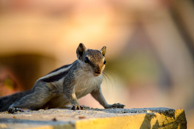 Close-up of squirrel on built structure