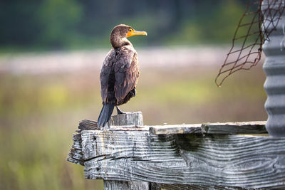 Close-up of bird perching on wooden post