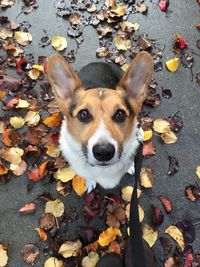 High angle view of dog on fallen leaves