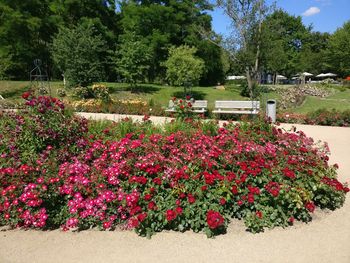 Flowers growing on plant against trees