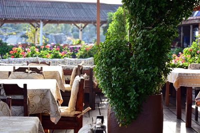 Plants growing on roof