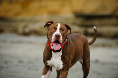 Portrait of dog standing outdoors