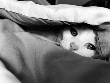 Portrait of dog lying on blanket