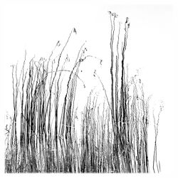 Low angle view of grass against clear sky