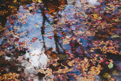 Close-up of leaves in water