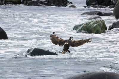 Bird flying over sea