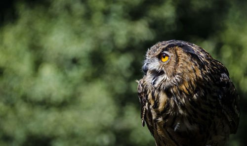 Close-up of eagle owl