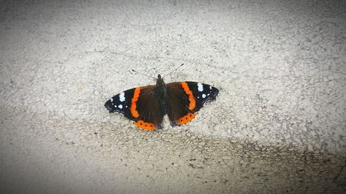 Close-up of insect on sand