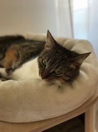 Close-up portrait of cat