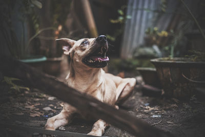 Dog looking up outdoors