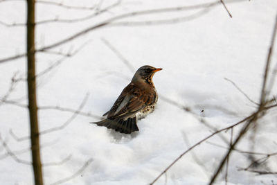 Bird perching on snow covered tree