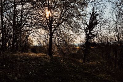Sun shining through bare trees
