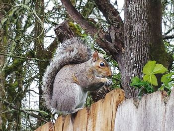 View of tree trunk