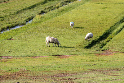 Sheep grazing in a field