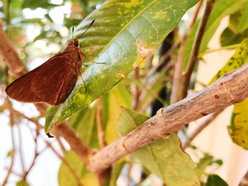 Close-up of insect perching on branch