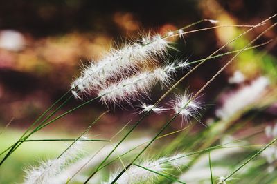 Close-up of dandelion on plant