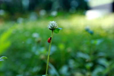 Close-up of red flowering plant