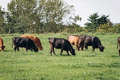 Horses in a field