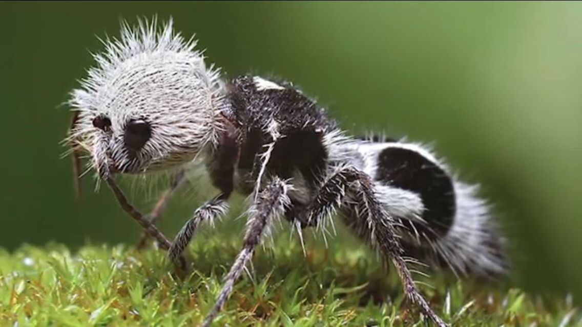 Panda ant