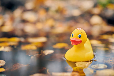 Close-up of yellow duck floating on the water