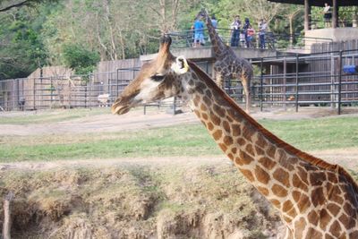 Side view of giraffe in zoo