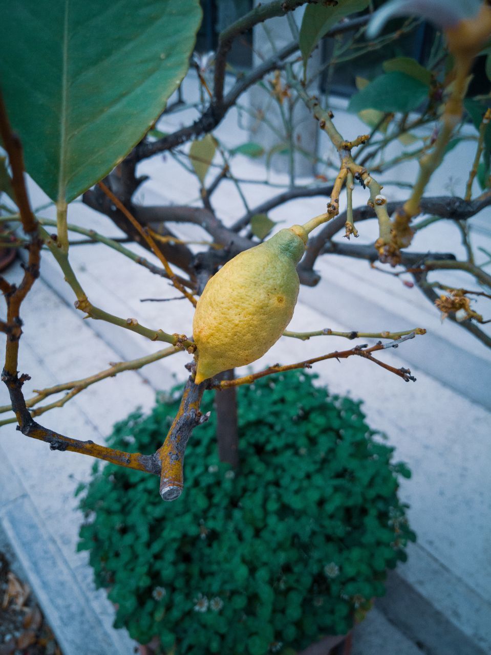 CLOSE-UP OF FRUIT ON TREE