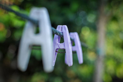 Close-up of white flower hanging on clothesline