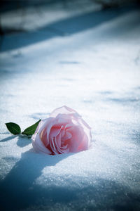 Close-up of pink rose on snow
