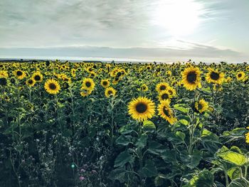 Scenic view of sunflower field against sky