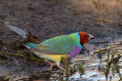 Close-up of bird perching on a lake